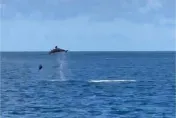影/恆春搭船海豚秀跳躍獵食　遊客驚呼：看完可以回家了