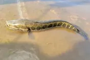 外來種蛇頭怪魚入侵美國！可在陸地呼吸生存力強　當局呼籲民眾「一發現就撲殺」