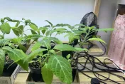 首次查獲大量墨西哥鼠尾草活體！高雄父子躲雜貨店種28盆　下場GG了