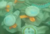 潛水驚見海底「11個詭異祭壇」　他好心移開竟挨批：不尊重
