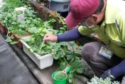 快訊／高雄鳳山爆登革熱群聚！社區282處孳生病媒蚊　全部開罰