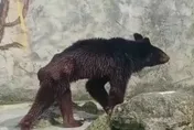 影/黑熊「瘦成皮包骨」！網傳老闆沒錢買飼料　動物園澄清：年紀大進食少