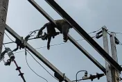 快訊/潑猴爬電桿下秒變猴乾！新北坪林停電1小時影響1437戶