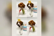 愛犬滿周歲！頭戴皇冠慶生　大谷翔平賽後發限動祝福