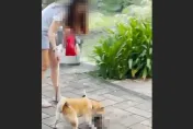 大湖公園目睹「柴犬咬死綠頭鴨」！冷血飼主放任　不聽勸還嗆人