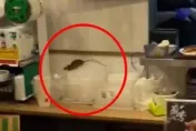學不乖？信義區百貨美食街老鼠出沒　北市衛生局派員稽查
