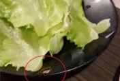 桃園韓式烤肉店驚見「活蟑螂上菜」！　他搜Google評論傻了：不是第一次了