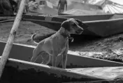台北米克斯犬突從6樓墜地亡！疑雷聲驚嚇釀憾事　飼主認屍超自責