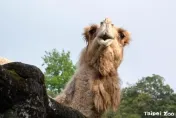 元老級動物又減一！北市動物園單峰駱駝「玉葉」離世　享年26歲