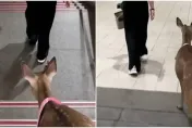 南港展覽館站驚見梅花鹿下樓梯！37秒影片瘋傳　飼主認沒牽繩不對