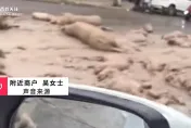 影/「大豬小豬」落滿地！貨車門沒關好一路掉　50死豬綿延數百公尺臭翻天