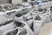 影/三環幫租200坪倉儲蓋溫室種大麻　千盆植株耗電量太大還竊電警逮4嫌