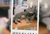 貓咪警長「伍丼么」爆紅！ 翁子所急訂擼貓守則
