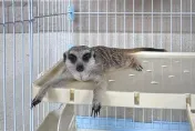 保證以後會乖乖！苗栗三義「走失狐獴」…飼主快出面　7/22到期將開放認養