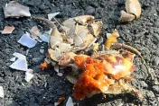 暑假狂交配！小琉球千隻陸蟹遭輾變「爆卵蟹餅」　橫屍滾燙柏油路