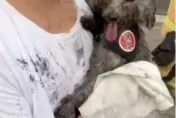 鳳山大樓火警濃煙狂竄！　愛犬「全身燻黑」畫面曝