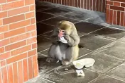 潑猴打劫！中山大學「猴害補償金」…17名學生獲認證　「3犯罪熱區」曝光