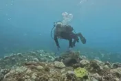 最重罰30萬！墾丁潛水客摸海龜慘了　海巡署依法送辦