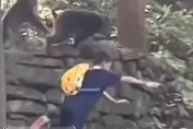 影/「猴」囂張！峨嵋山野猴搶奪食物「猛撞」　男孩跌落數公尺邊坡