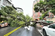 北市大同區路樹倒塌...橫躺路中間　民宅鐵窗慘遭撞凹