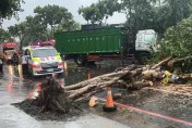 快訊/強颱凱米首例死亡！鳳山路樹壓死70歲女騎士　奪命畫面曝