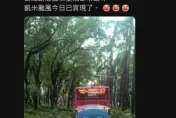 發文北市仁愛路變「都市叢林」照　男子散佈假消息遭逮最重關3年罰百萬