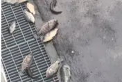 街頭魚市場？高雄水退去「滿地活魚亂跳」　網急喊：不撿起來後果很可怕