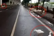 影/鴨鴨也想放颱風假！數百隻抱團逛大街　鴨農緊急趕回家