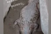 嘉義淹水…養的鱷魚游走了！路邊遊蕩民眾嚇壞　主人：我拿狗繩去牽回來