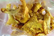 快訊/立陶宛進口「黃蘑菇」驗出輻射不合格！　食藥署：必須退運或銷毀