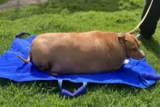 把狗當豬養！紐西蘭狗狗被餵到53KG嚴重過胖　飼主遭判處2個月監禁