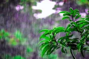 對流雨彈夜炸高屏　山區防雷擊、強陣風