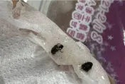 太噁心了！買甜湯送「蟲蟲全家餐」　店家還瞎辯可以吃