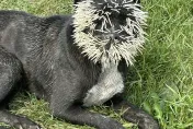 被遺棄餓壞！流浪犬想吃豪豬被狂攻「臉插1500根刺」慘失明