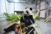 上野動物園貓熊再少2隻！力力真真老了「健康亮紅燈」　將於9/29歸還大陸