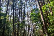 八仙山步道驚傳意外！移民署隊長命危　摸黑搶救中