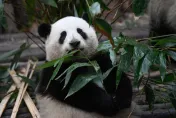 哭哭！8歲陸童朝貓熊「扔玩具」被終身禁入園　主管部門：不因未成年通融