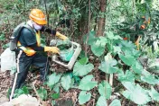 颱風後別忘清積水！蚊子活動力未下降　羅一鈞：登革熱風險大增