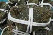 重點是不能賣！陸大閘蟹爆驗出戴奧辛　食藥署：偷賣沒收4倍保證金