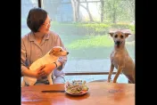 獨家/蔡英文租陽明山違建豪宅　蔡辦駁：家人短租、既存違建