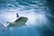 下海游泳突爆慘叫！66歲澳男遭「鯊魚狠咬大腿」命危