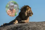 獅群出沒！8歲非洲男童誤闖保護區　獨撐5天奇跡獲救