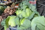 高麗菜怎麼挑？　譚敦慈：重量輕、橫剖面空隙多較鮮甜
