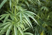 利益團體遊說成功？川普擬考慮重分類大麻降為三級管制藥物