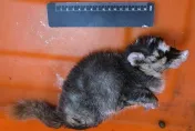 屏東枋山鼬獾咬人驗出狂犬病　3/31加開犬貓疫苗注射