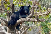 影/壽山動物園黑熊「波比」、「黑皮」慶生　可愛超萌照曝