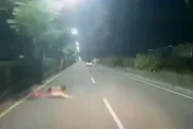 影/台南開車一半！路邊滾出一個人　他穿越分隔島差點被輾