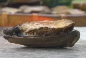 高雄漁會聚餐！8旬翁「吞九孔卡深喉」命危　插管進ICU