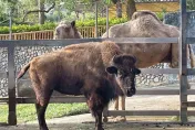 壽山動物園與六福村締結姊妹園　美洲野牛娜娜迎新夥伴