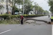 影/最美風景！大甲媽遶境路樹遭大風吹倒　信眾合力搬離